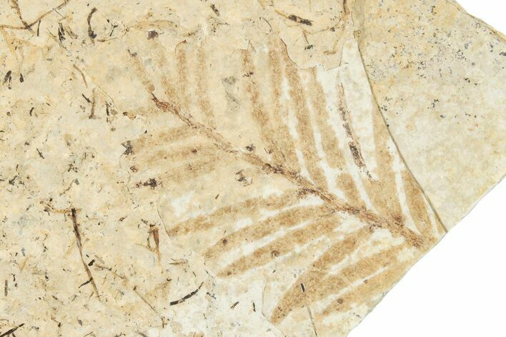Fossil Leaf (Metasequoia) - France #254210